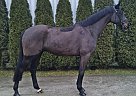 Holsteiner - Horse for Sale in Oborniki, 64-600 Holsteiner - Horse for Sale in Oborniki, 64-600