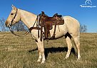 Draft - Horse for Sale in Hodgensville, KY 42748 Draft - Horse for Sale in Hodgensville, KY 42748