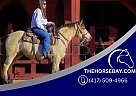 Missouri Fox Trotter - Horse for Sale in Dora, MO 65637