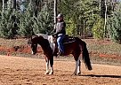 Domino - Gelding in Fountain Inn, SC Domino - Gelding in Fountain Inn, SC