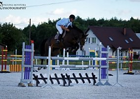 Warmblood (Warmblood, Mare)