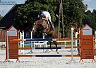 Holsteiner - Horse for Sale in Oborniki, 64-600 Holsteiner - Horse for Sale in Oborniki, 64-600