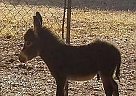 Donkey Stallion for Sale in Lower Lake, California Wesley