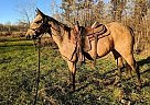 Quarter Horse Mare for Sale in Bemidji, Minnesota McR Jessie MIZ