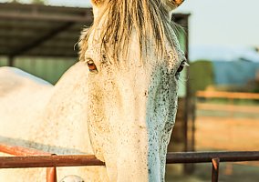 Thoroughbred (Thoroughbred, Gelding) in Loveland, CO