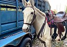 Pheo Dusky - Gelding in Fallon, NV Pheo Dusky - Gelding in Fallon, NV