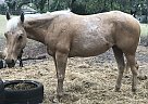 Quarter Horse Mare for Sale in Platte City, Missouri Quarter Horse Mare for Sale in Platte City, Missouri