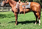 Quarter Horse - Horse for Sale in Xenia, OH 45385 Quarter Horse - Horse for Sale in Xenia, OH 45385