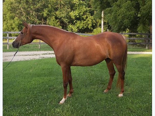 SE Arabian Mare Ride Or Breed