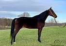 Tootsie - Mare in Rogersville, MO Tootsie - Mare in Rogersville, MO