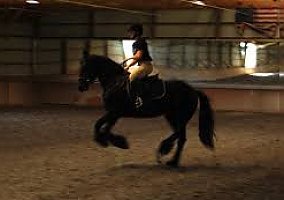 Friesian (Friesian, Mare) in Anchorage, AK