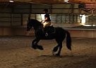 Friesian - Horse for Sale in Anchorage, AK 99503