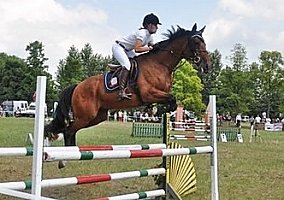 Westphalian (Westphalian, Gelding)