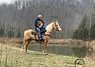 Cash - Gelding in Yosemite, KY Cash - Gelding in Yosemite, KY
