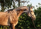 In Ten City - Gelding in McGregor, TX In Ten City - Gelding in McGregor, TX