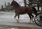 CVS' Flashy Dutch Warmblood Gelding