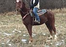 Bomb Proof Tennessee Walking Hor... Tennessee Walking Gelding