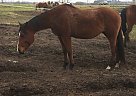TCV Shesashirleytemple Paint Mare