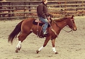 All Round Mare Appendix Stallion
