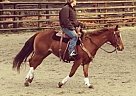 - Stallion in Creston, BC - Stallion in Creston, BC