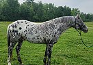 Appaloosa - Horse for Sale in Hill City, MN 55748