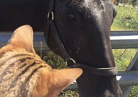 Quarter Horse (Quarter Horse, Mare) in Valles Mines, MO