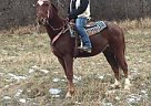 Tennessee Walking - Horse for Sale in Blairs Mills, PA 17213