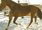 Other - Horse for Sale in Shiphewana, IN 46565 Other - Horse for Sale in Shiphewana, IN 46565