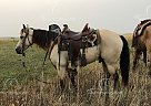 Bailey - Gelding in Salt Lake City, UT Bailey - Gelding in Salt Lake City, UT
