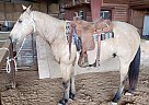 Quarter Horse - Horse for Sale in Winnsboro, TX 75494