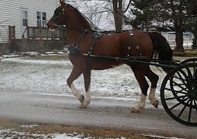 Warmblood (Warmblood, Gelding) in Shipshewana, IN