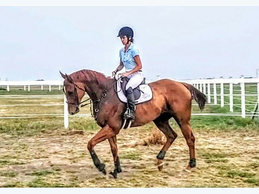 Dressage Or Hunter Prospect