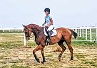 Peerage - Gelding in McGregor, TX Peerage - Gelding in McGregor, TX