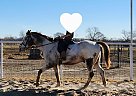 Appaloosa - Horse for Sale in Castroville, TX 78009