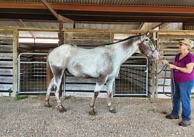 Appaloosa (Appaloosa, Gelding) in Castroville, TX