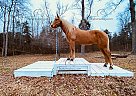 Flash - Gelding in RockHill, SC Flash - Gelding in RockHill, SC