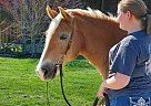 Haflinger - Horse for Sale in Green, OH 45123