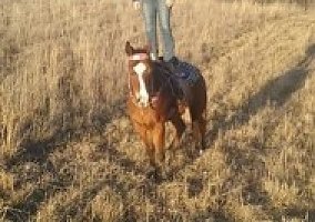 Quarter Horse (Quarter Horse, Gelding) in Blairs Mills, PA
