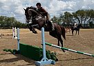 Benediction - Gelding in McGregor, TX Benediction - Gelding in McGregor, TX