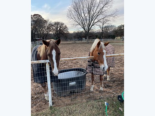 Mare for Lease
