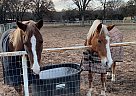 Rocky Mountain - Horse for Sale in Little Elm, TX 75068