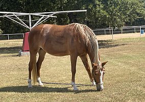 Rocky Mountain (Rocky Mountain, Mare) in Little Elm, TX