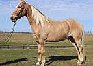 Moonshine - Gelding in Brodhead, KY Moonshine - Gelding in Brodhead, KY