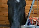 Domino - Gelding in McKean, PA Domino - Gelding in McKean, PA