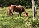 - Mare in Pass Christian, MS - Mare in Pass Christian, MS