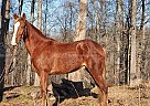 Reno - Gelding in Mount Vernon, KY Reno - Gelding in Mount Vernon, KY
