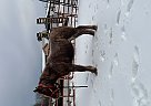 Belgian Draft - Horse for Sale in Milo, ME 04463