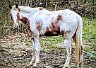 Spotted Saddle Gelding for Sale in Fayette, Alabama Whiskey