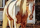 Spotted Saddle Gelding for Sale in Fayette, Alabama Whiskey