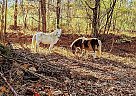 Pony Mare for Sale in Fayette, Alabama Diamond